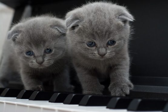Cats playing piano
